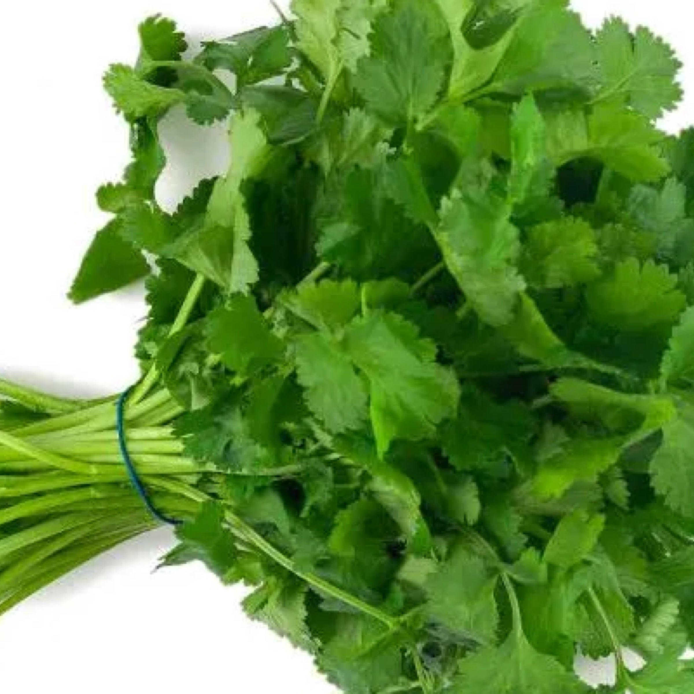 Cilantro | The Fruit Stand & Seafood
